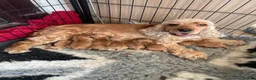 Cocker Spaniel dogs for sale: 100%show quality cocker spaniels - Advert 1