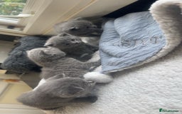 British Shorthair cats for sale: 5 remarkable British shorthairs  - Image 4