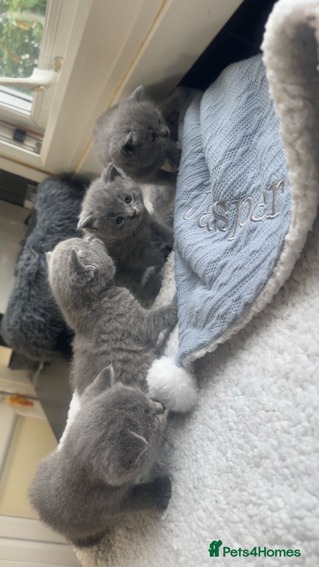 British Shorthair cats for sale: 5 remarkable British shorthairs  - Image 4