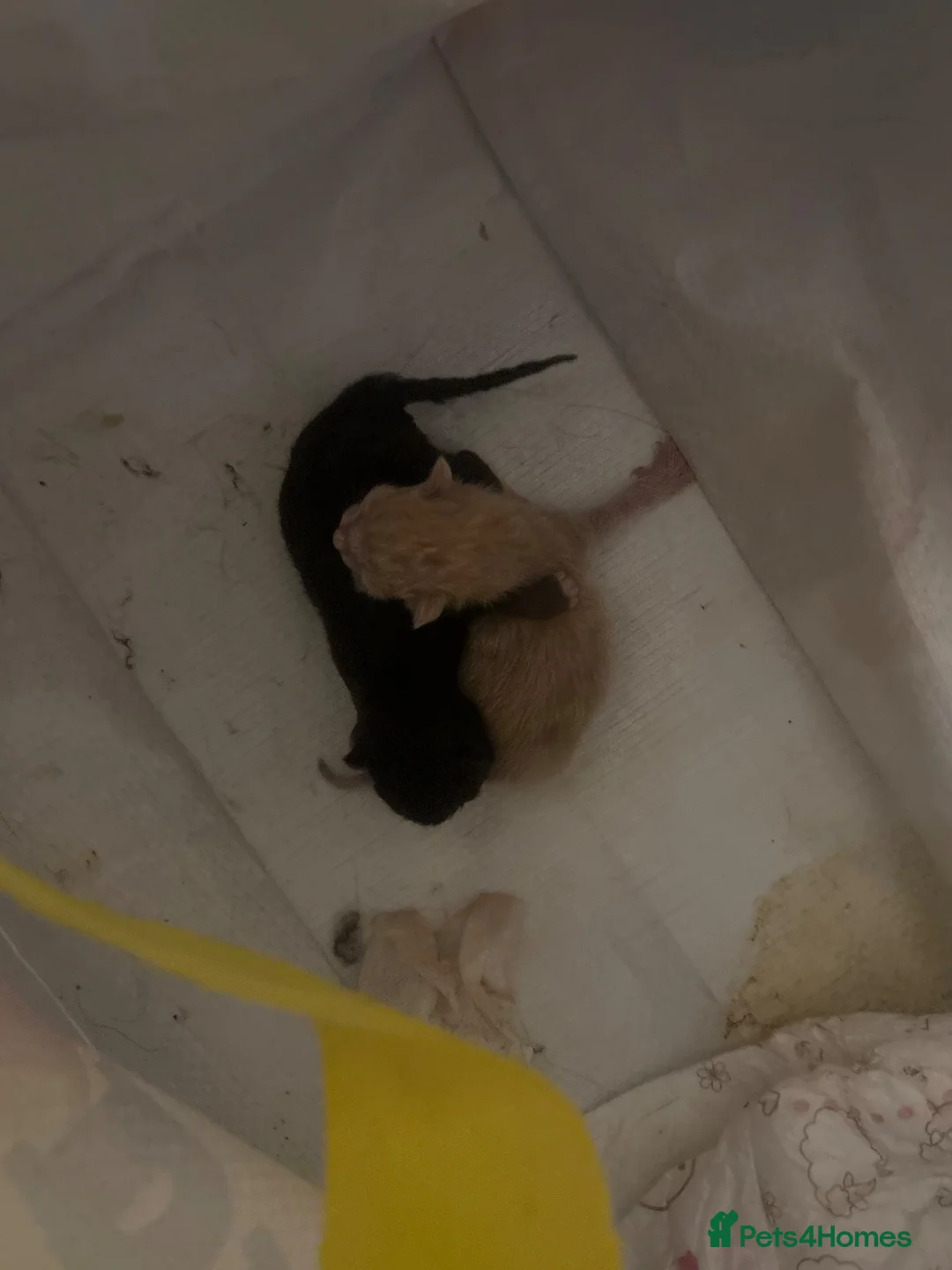 Mixed Breed cats for sale: Kittens for sale  in Todmorden - Advert 2