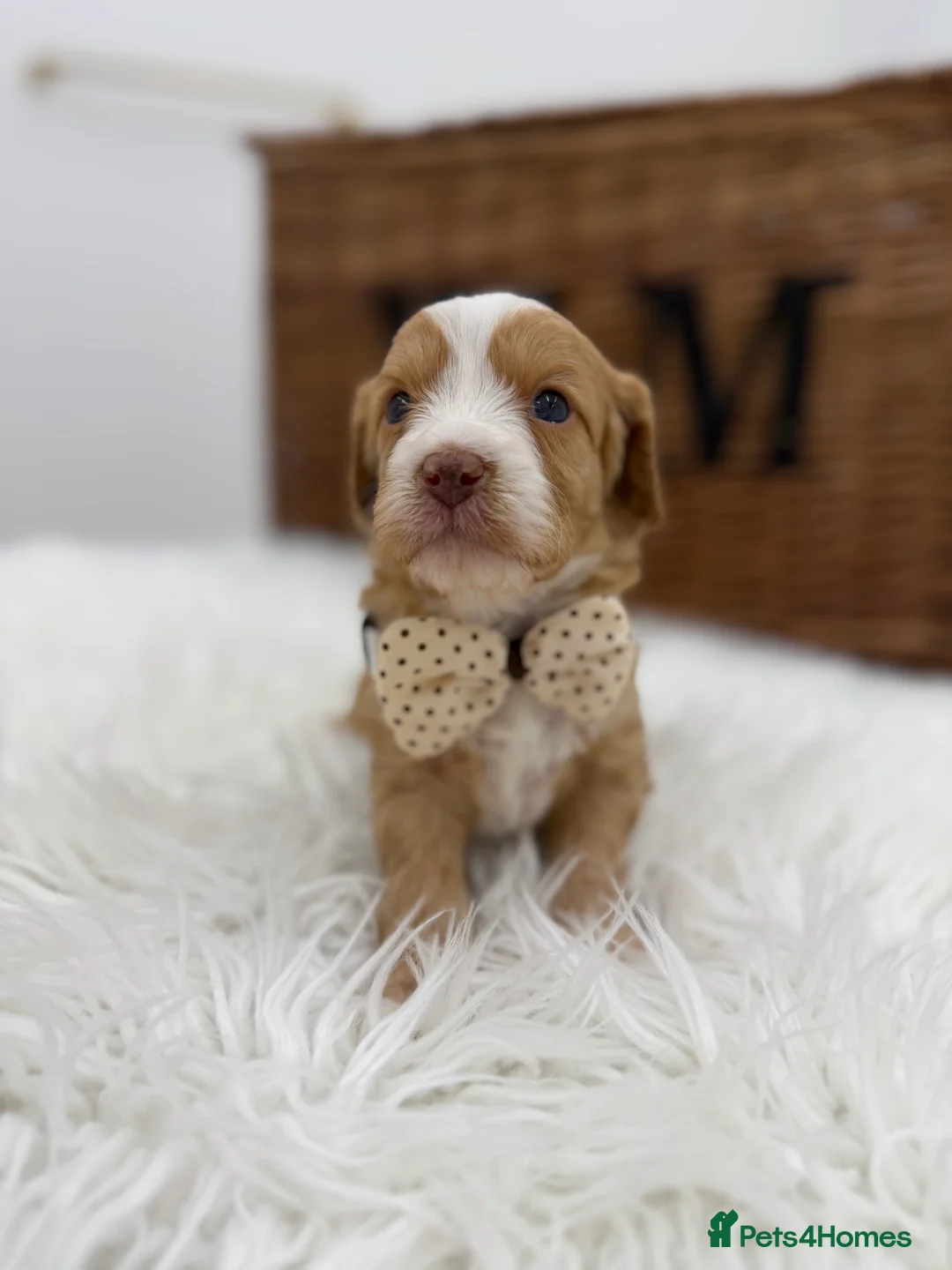 Cavapoo dogs for sale: F1 E ** tensively health tested cavapoos  - Advert 13