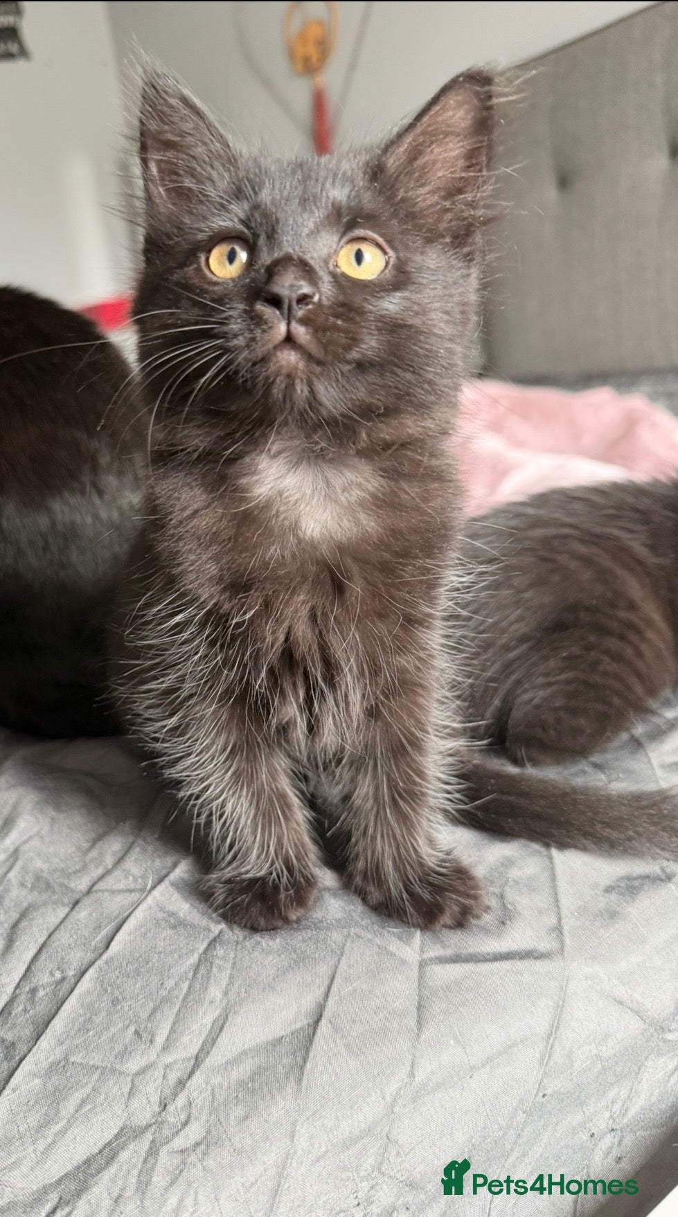 Domestic Shorthair cats 1 gorgeous female - Advert 1