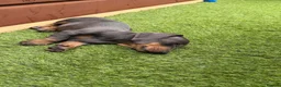 Miniature Dachshund dogs for sale: Beautiful blue and tan miniature Dachshund puppies - Advert 2