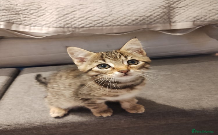 Mixed Breed cats - Advert 2