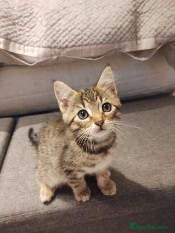 Mixed Breed cats - Advert 2