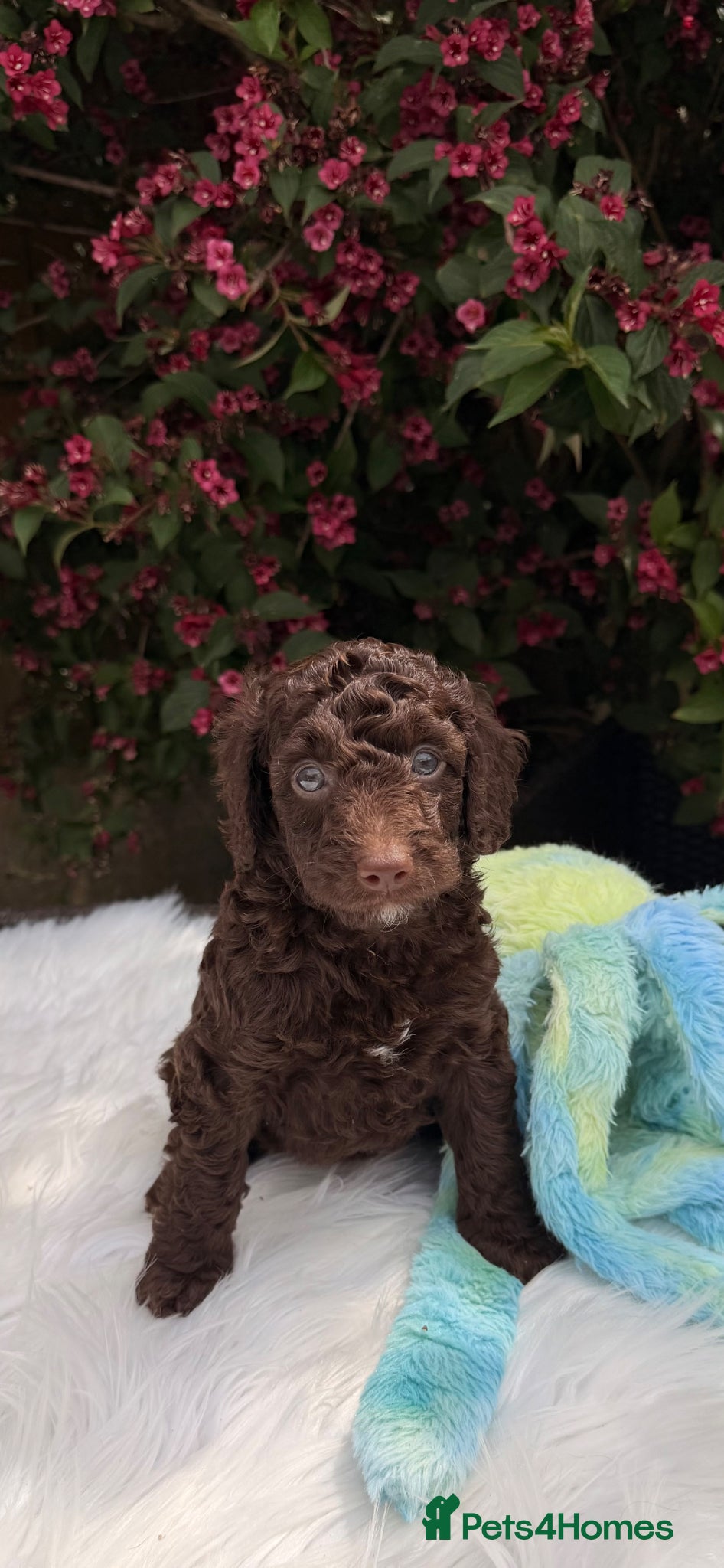 Cockapoo dogs F2b cockapoo puppies  - Advert 17