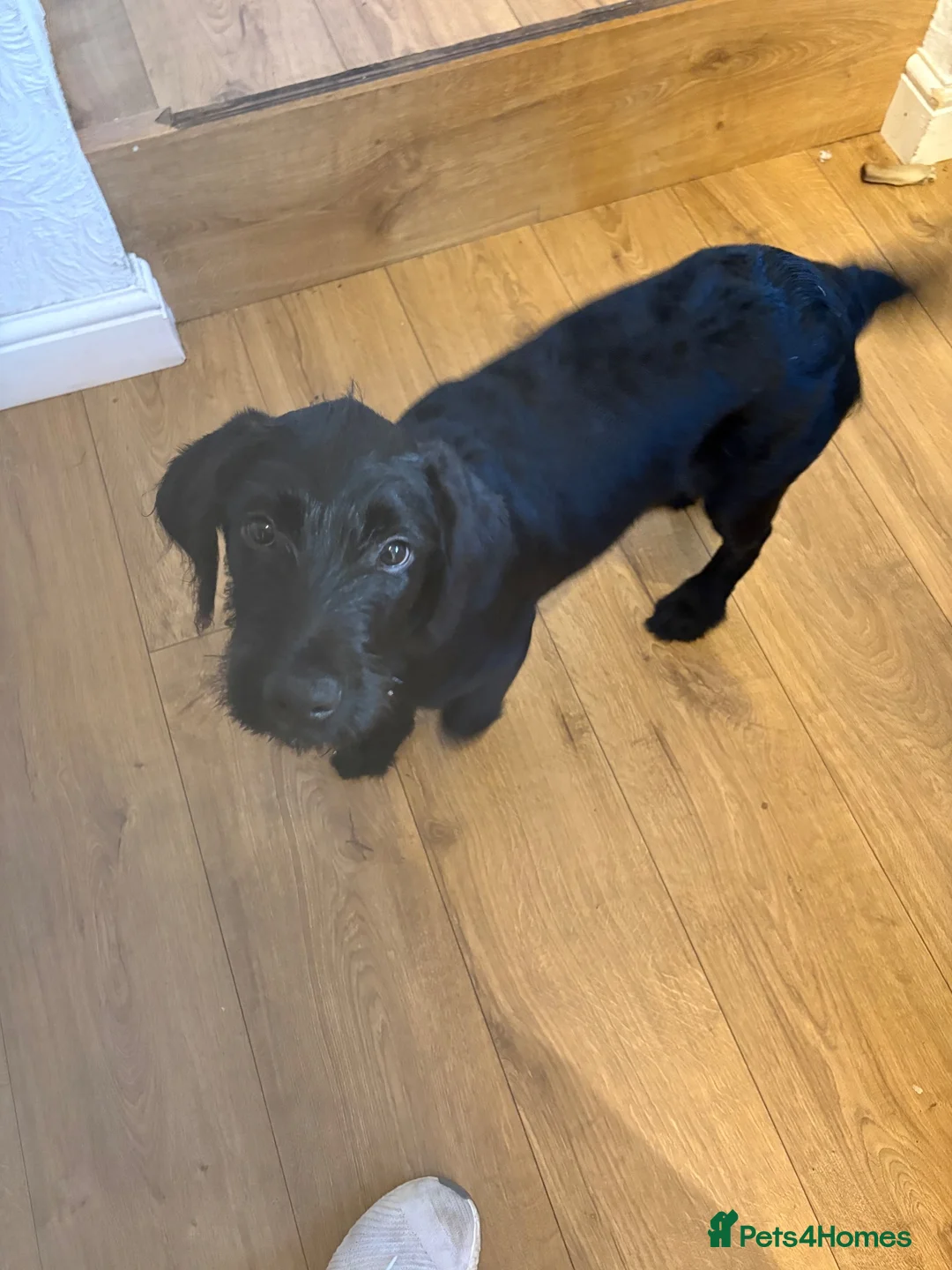 Labradoodle dogs for sale: wotsit in Workington - Advert 5