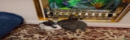 Mini Lop rabbits for sale: Mini lop baby rabbit  - Advert 6