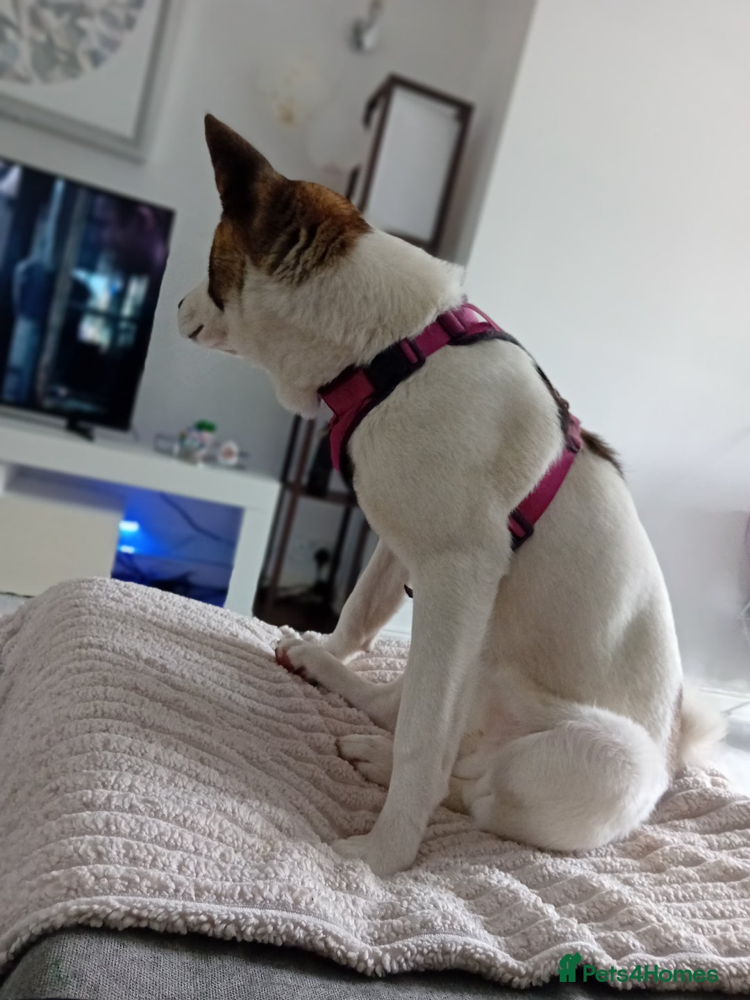 Huskita dogs for sale: Huski cross akita 2 and half years old female  - Image 13