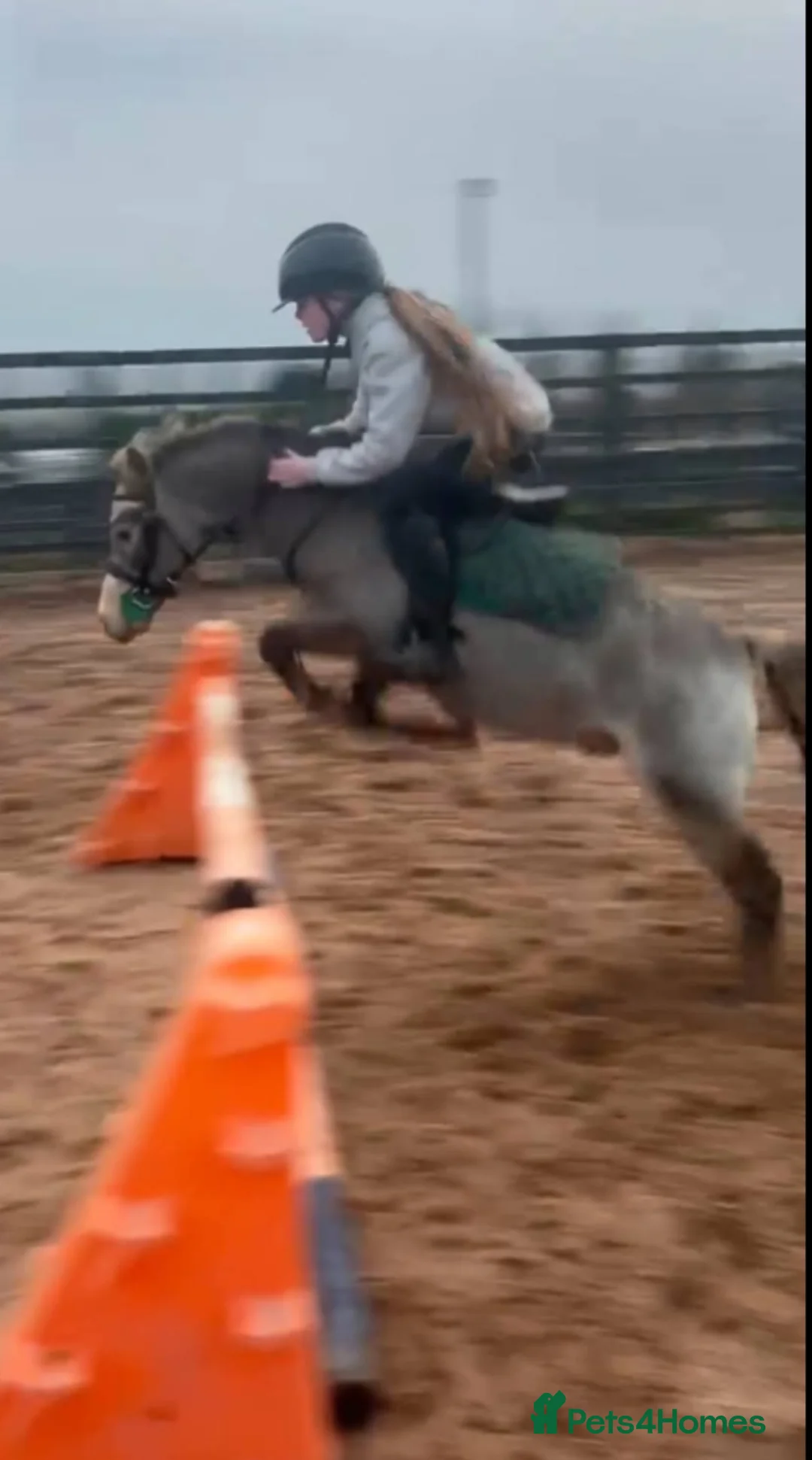 Riding pony horses for sale: Dutch show pony  - Advert 2