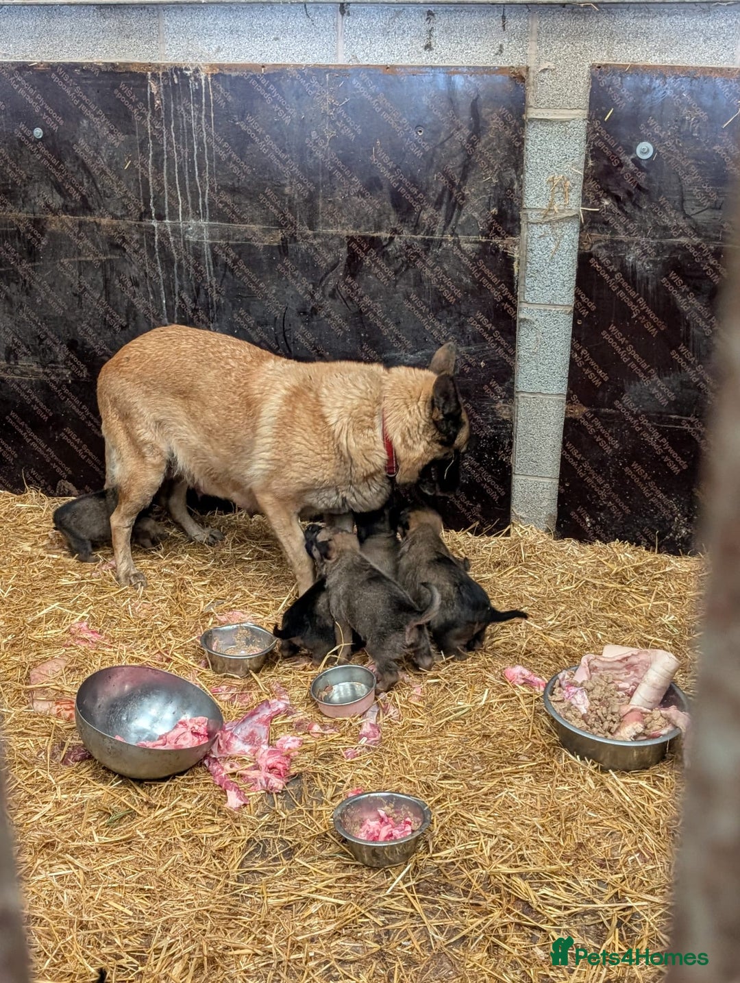 Belgian Shepherd Dog dogs for sale: Belgian shepherd puppies - Image 7