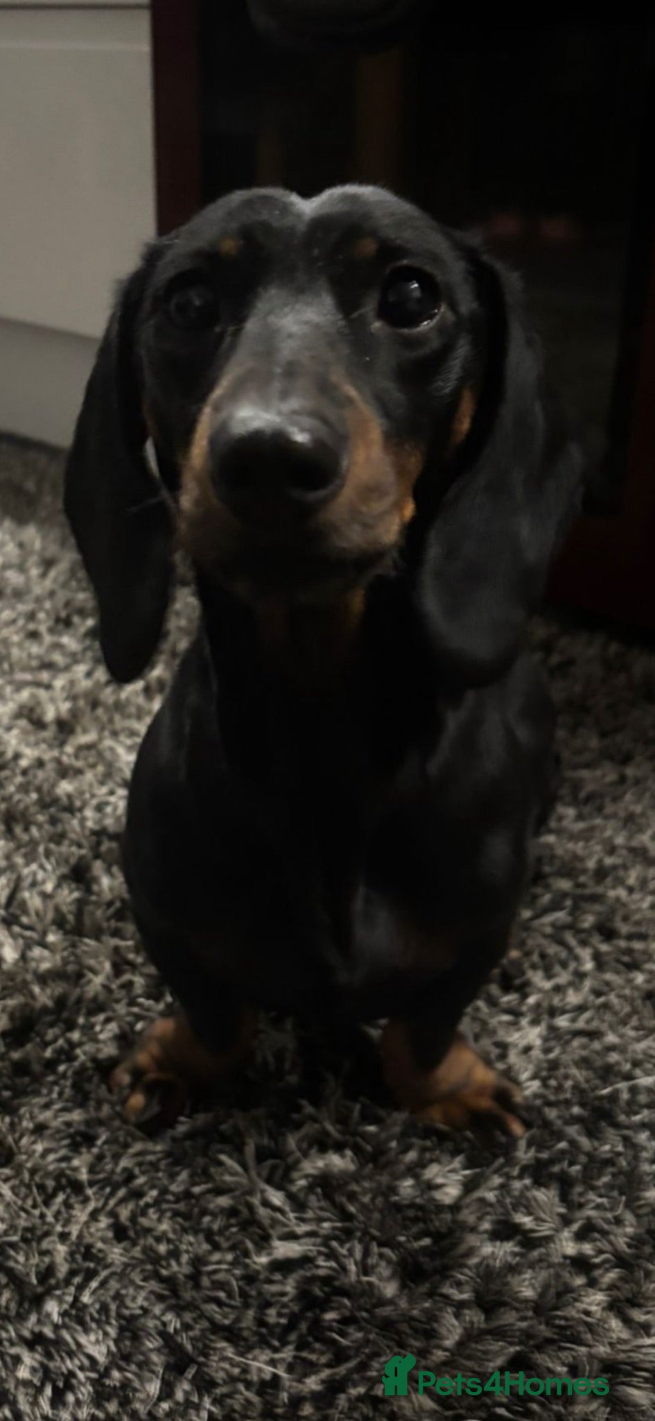 Dachshund dogs 2 beautiful female dashounds  - Advert 2