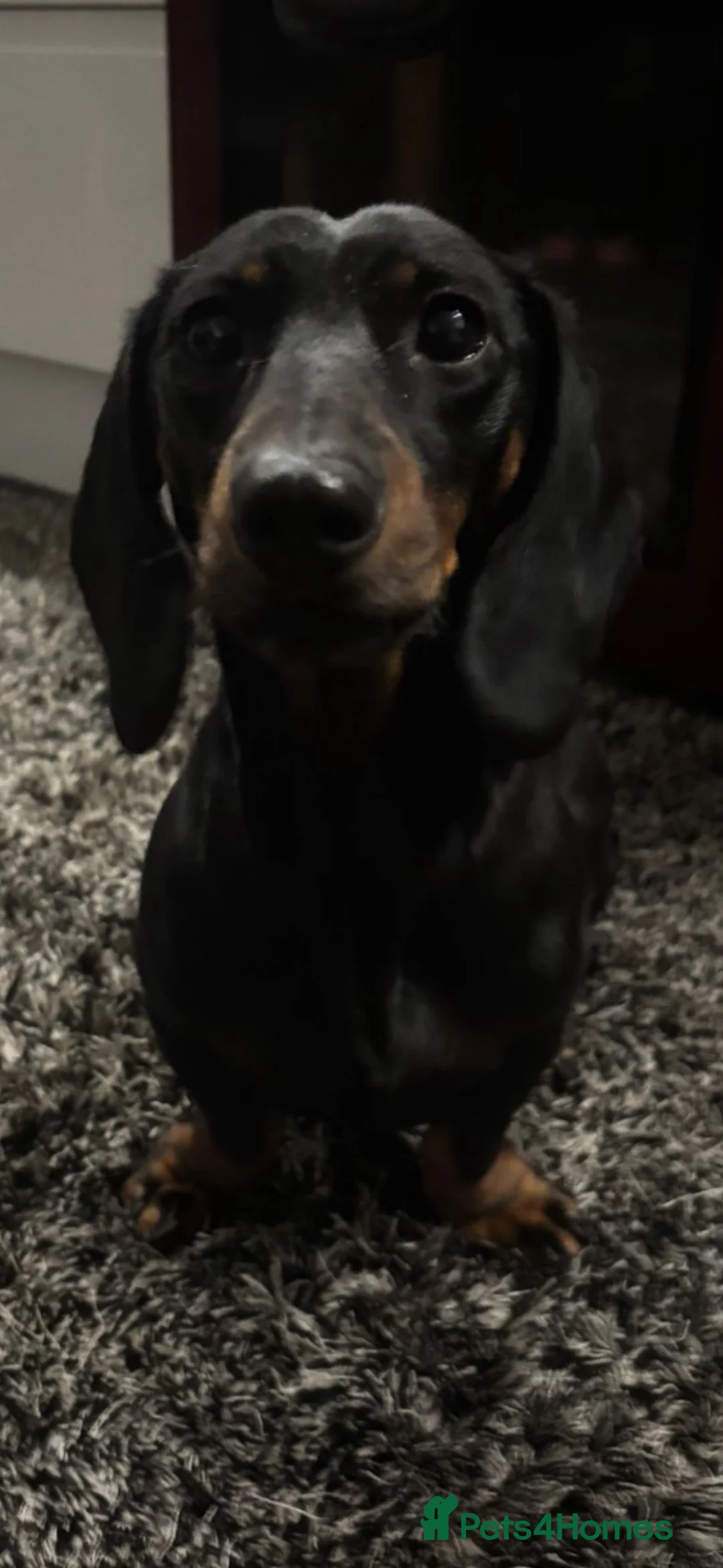 Dachshund dogs for sale: 2 beautiful female dashounds  - Advert 1