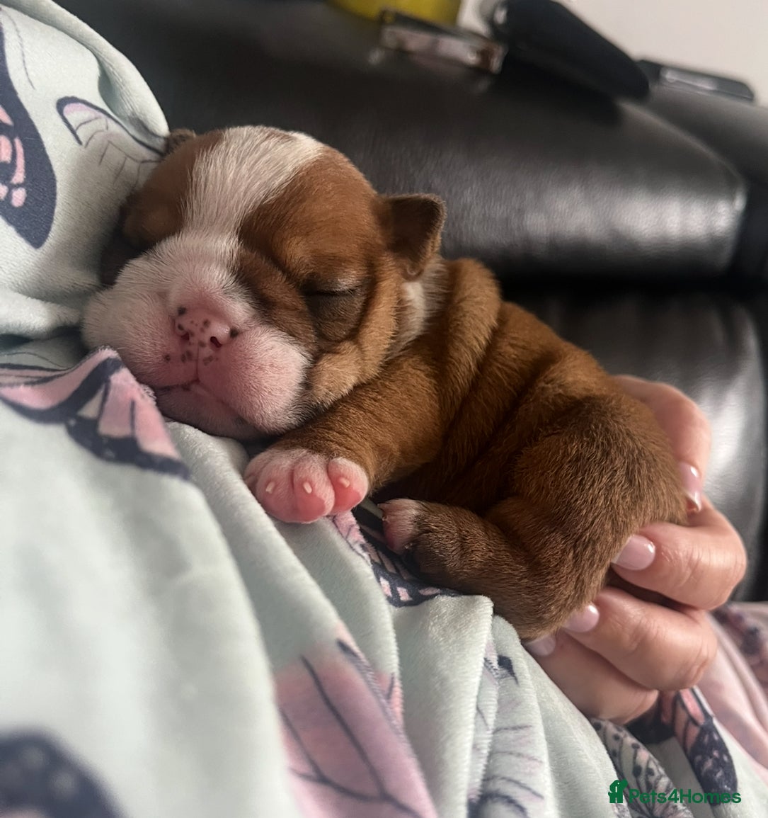 English Bulldog dogs 5 standard bulldogs silver health tested parents  - Advert 2