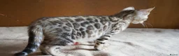 Bengal cats for sale: Gorgeous Bengal Girl Kitten - Advert 3