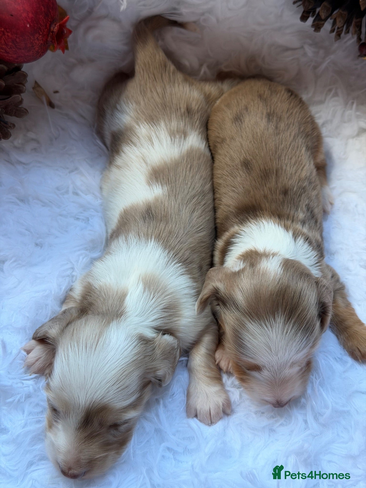 Miniature Dachshund dogs 2 Mini long haired dachshund GIRLS available  - Advert 18