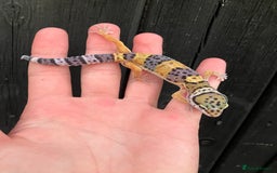 Leopard Gecko reptiles for sale: Baby Leopard Geckos in Downham Market - Image 9