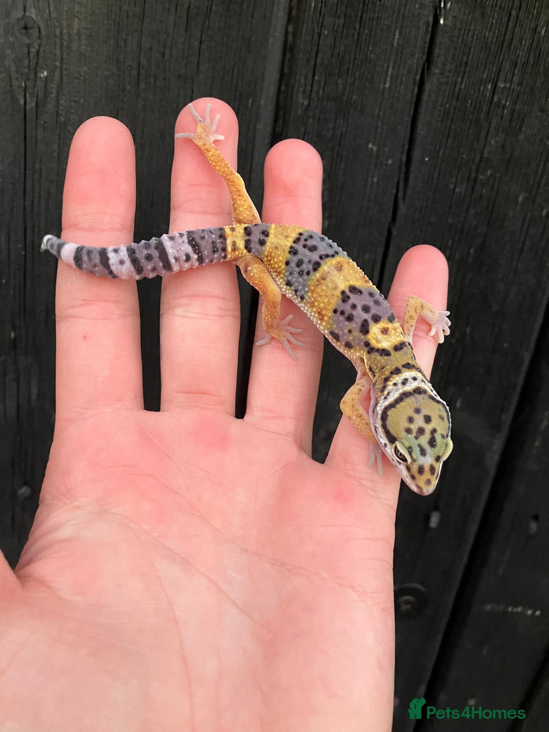 Leopard Gecko reptiles for sale: Baby Leopard Geckos in Downham Market - Image 9