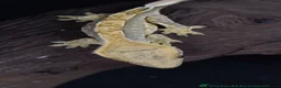 Gecko reptiles for sale: Crested gecko  in Eastbourne - Advert 4