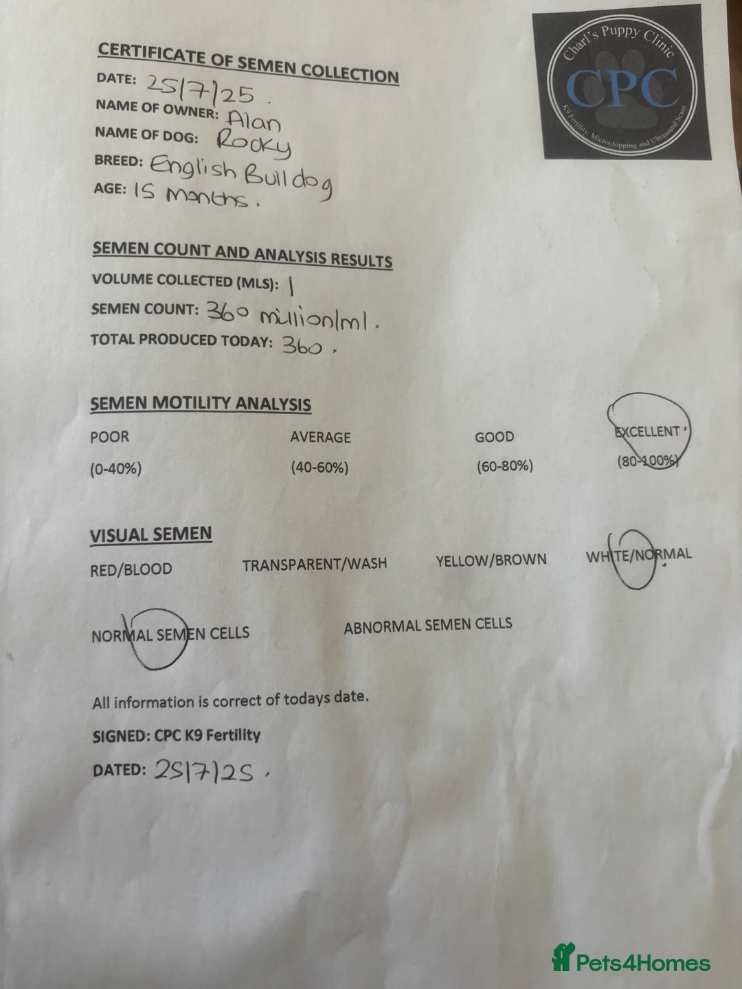 English Bulldog dogs for stud: Chocolate and white rocket Rambo for stud in Walsall - Advert 8