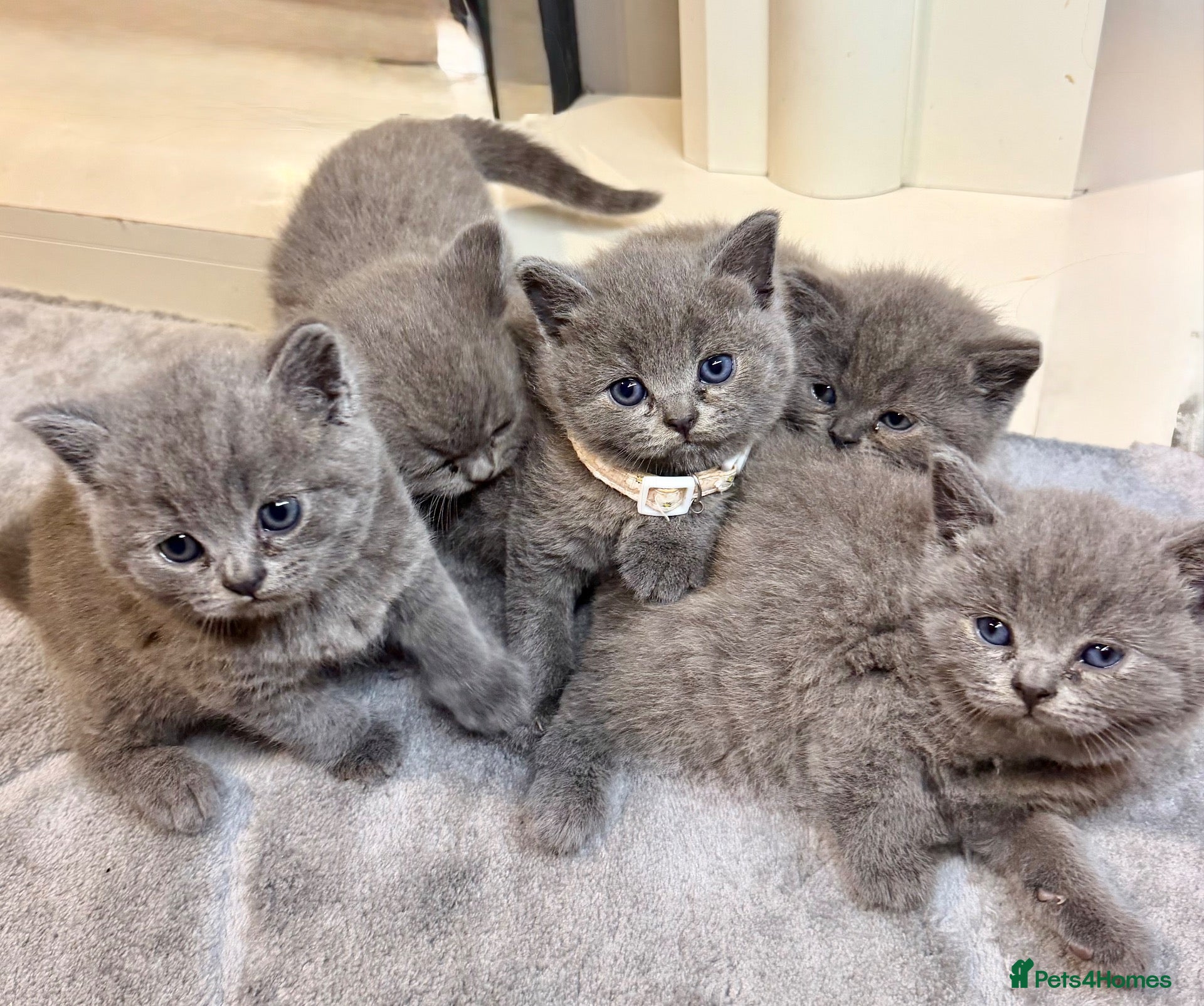 British Shorthair cats British shorthair kittens  - Advert 2