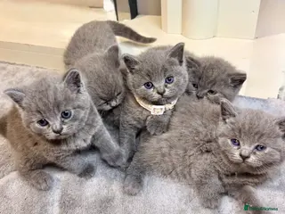 British Shorthair cats British shorthair kittens - Advert 2