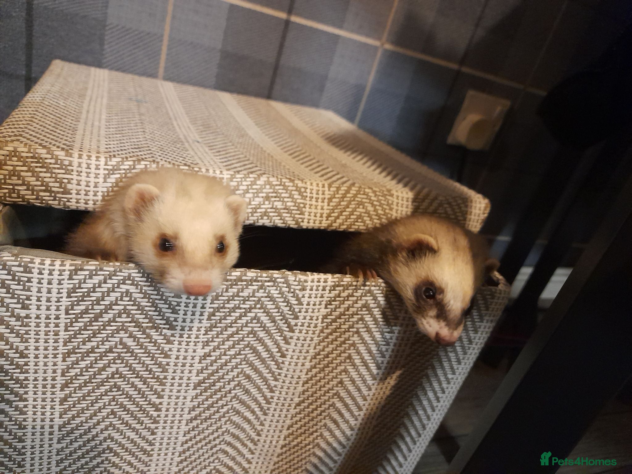Ferret rodents Female ferrets  - Advert 3