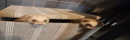 Ferret rodents for sale: Female ferrets  - Advert 1