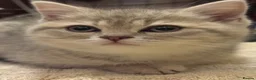 British Shorthair cats for sale: Beautiful British short hair - Advert 4
