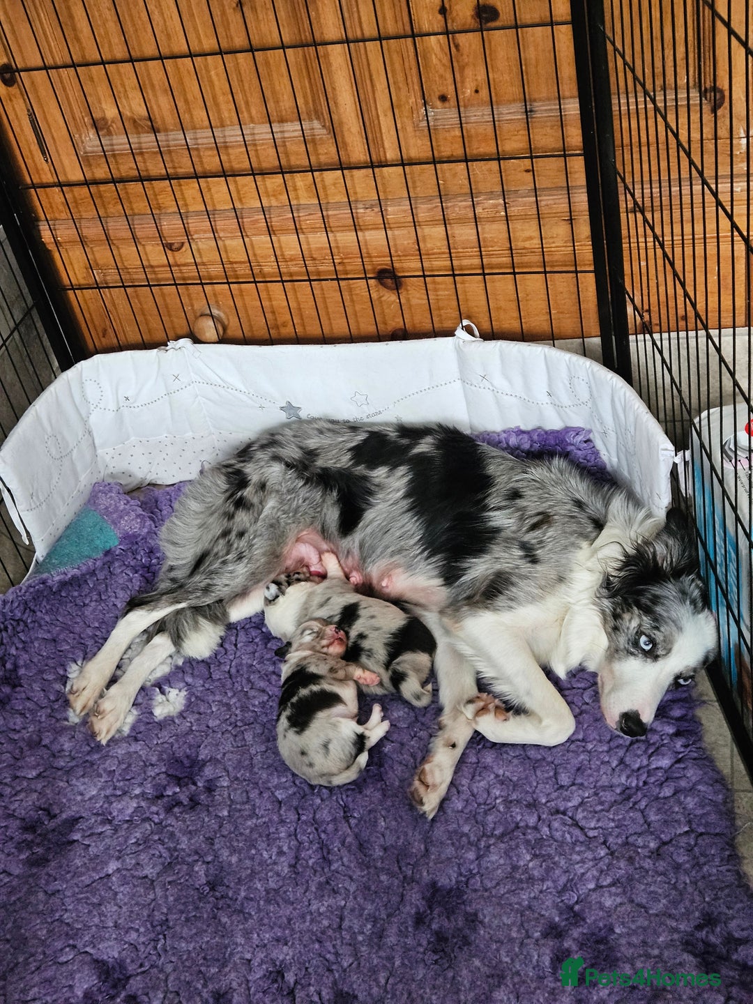 Mixed Breed dogs for sale: Border Chi Puppies Mini Collies!  - Image 5