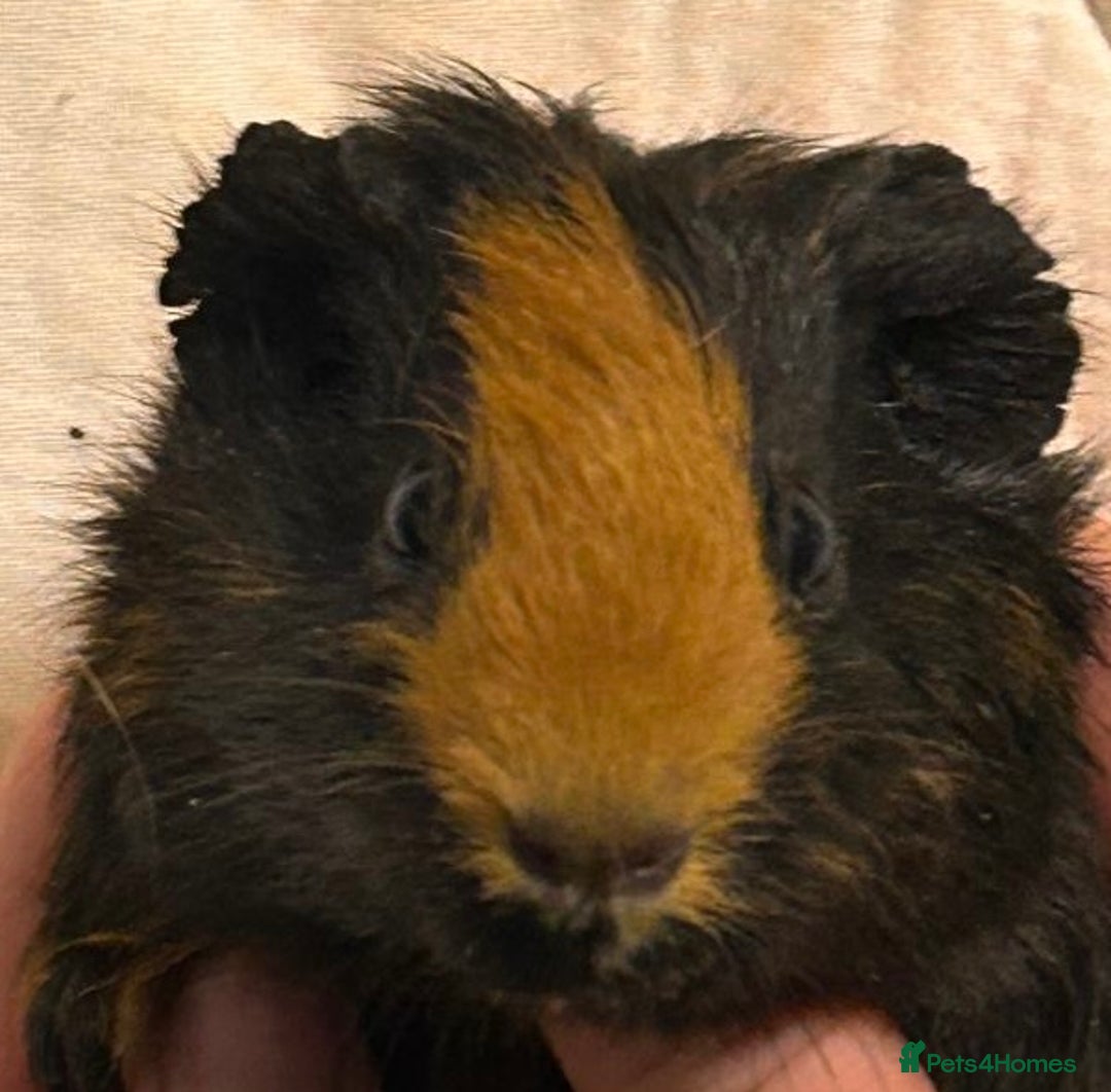 Guinea Pig rodents for sale: Baby Female Guinea Pigs For Sale  - Advert 4