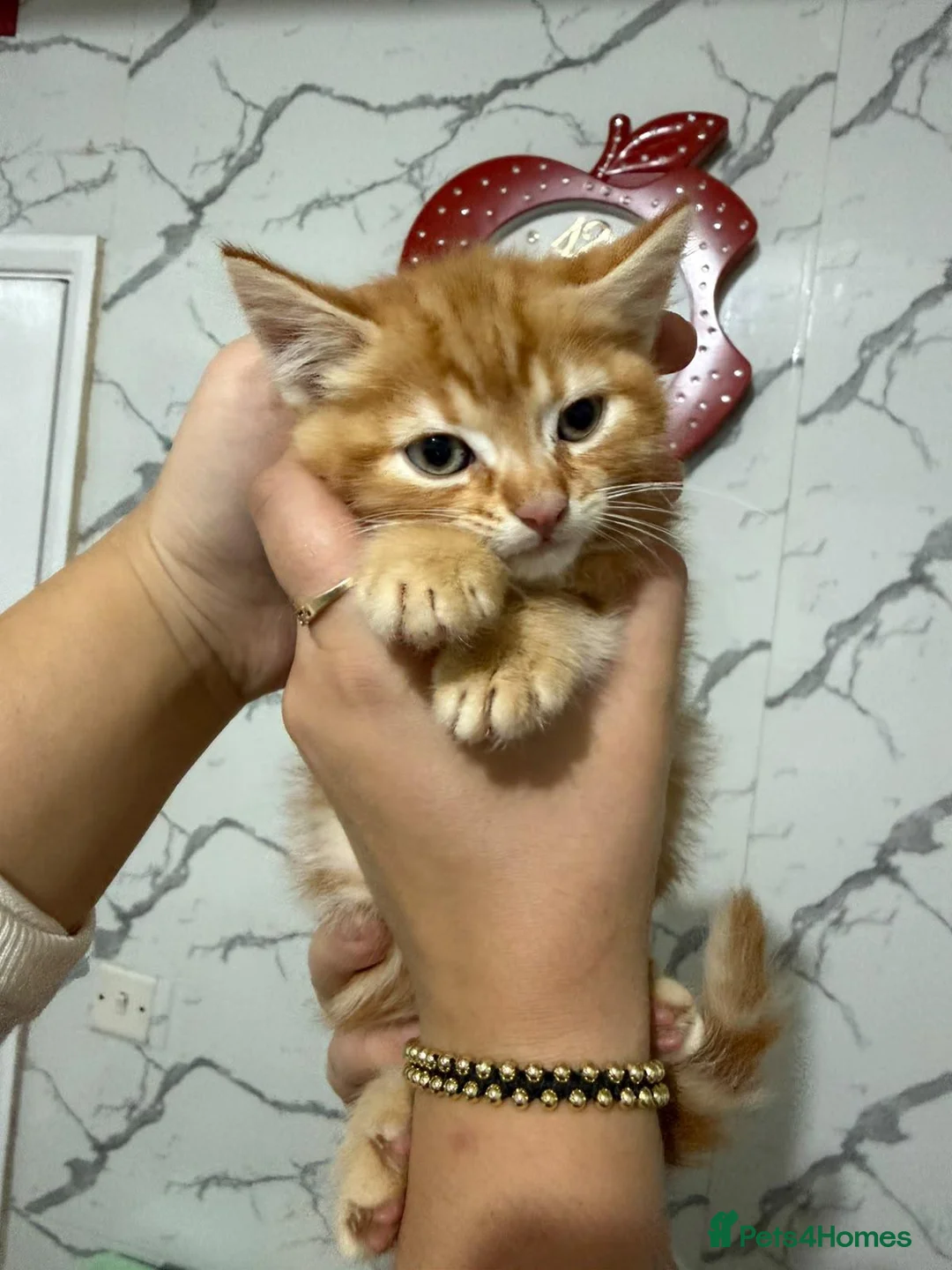 Mixed Breed cats for sale: Kittens for sale  - Advert 2