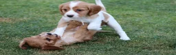 Cockapoo dogs for sale: Beautiful Cockerlierpoo puppies for sale - Advert 32