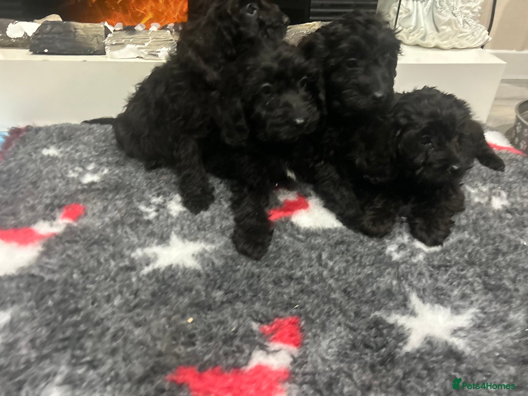 Cockapoo dogs for sale: F1B Cockapoos Pups - Advert 4