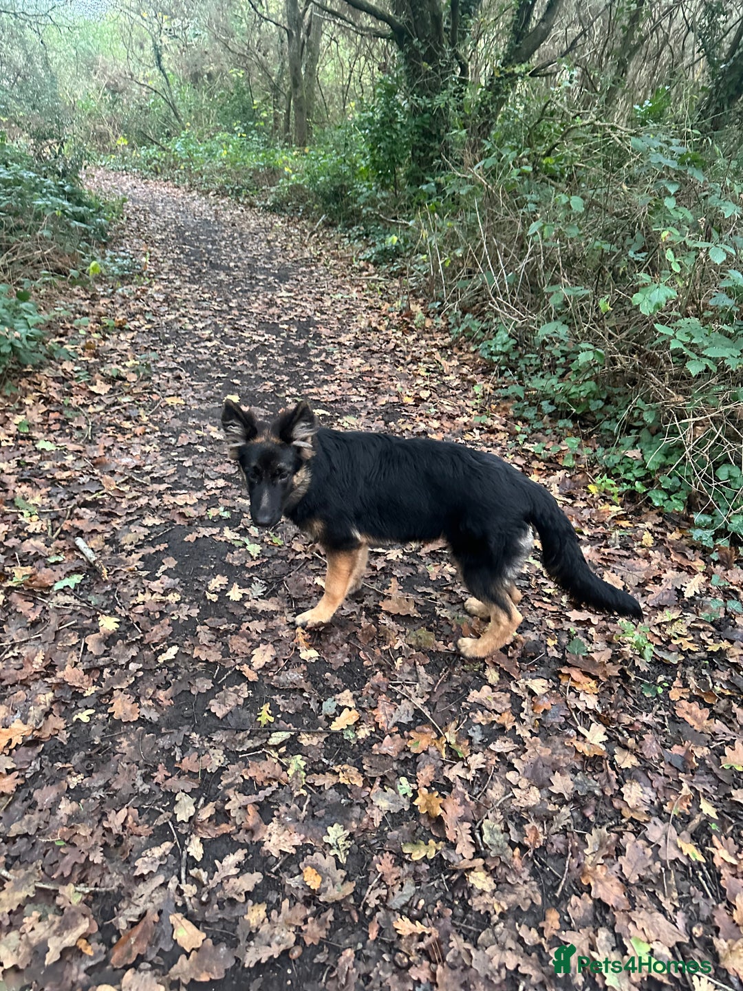 German Shepherd dogs for sale: Female German Shepherd 6months old  - Advert 3