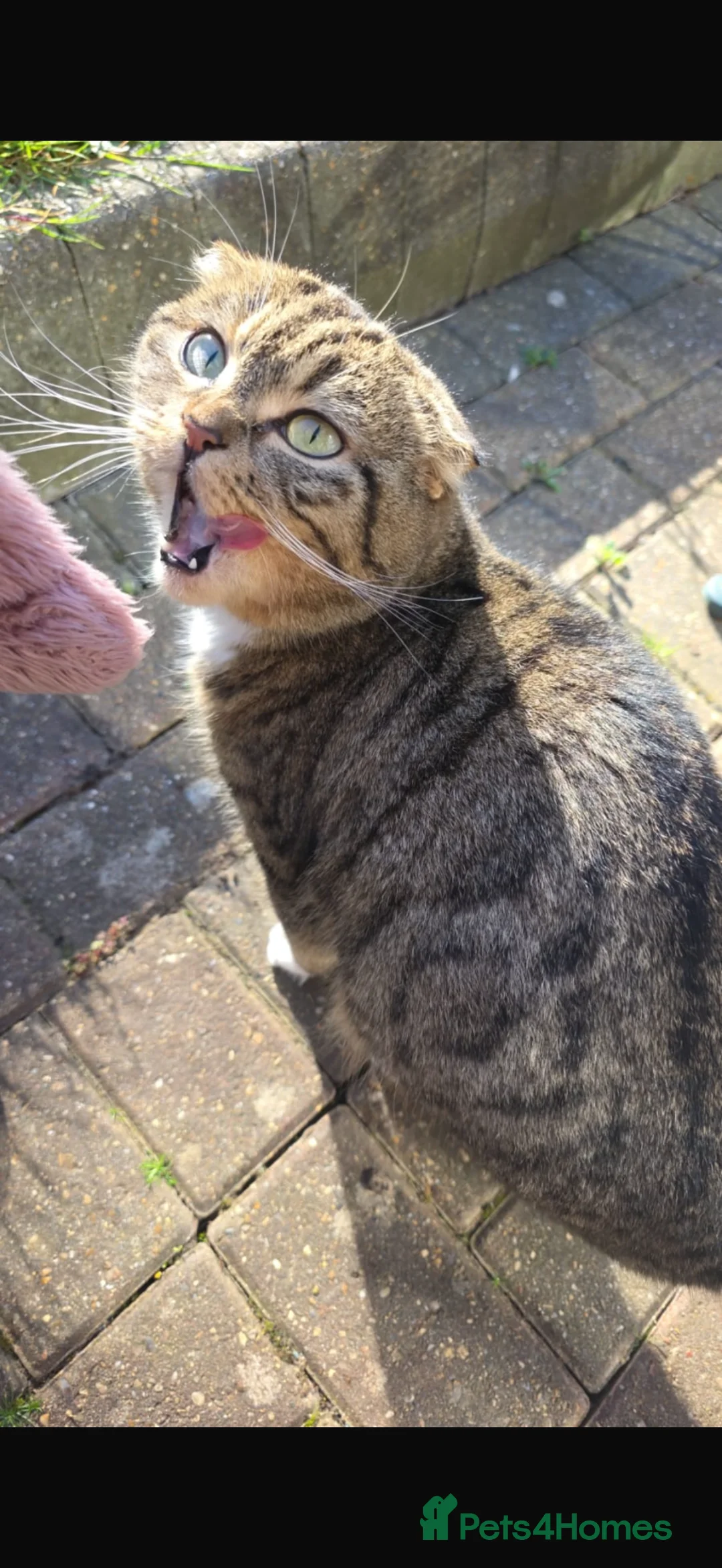 Scottish Fold cats for sale: Scottish fold kittens in Woodford Green - Advert 1