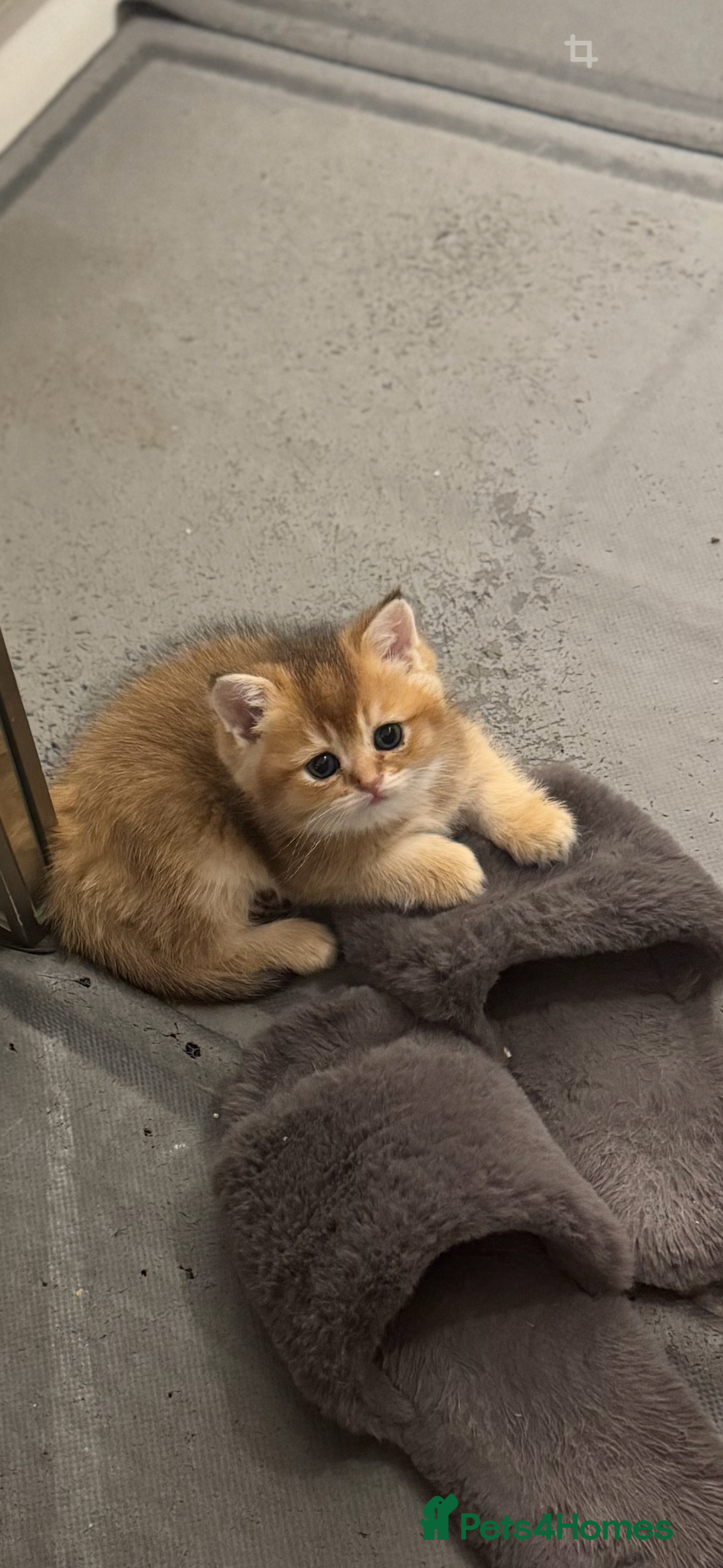 Scottish Fold cats for sale: six purebred Scottish kittens — all female,  - Advert 3