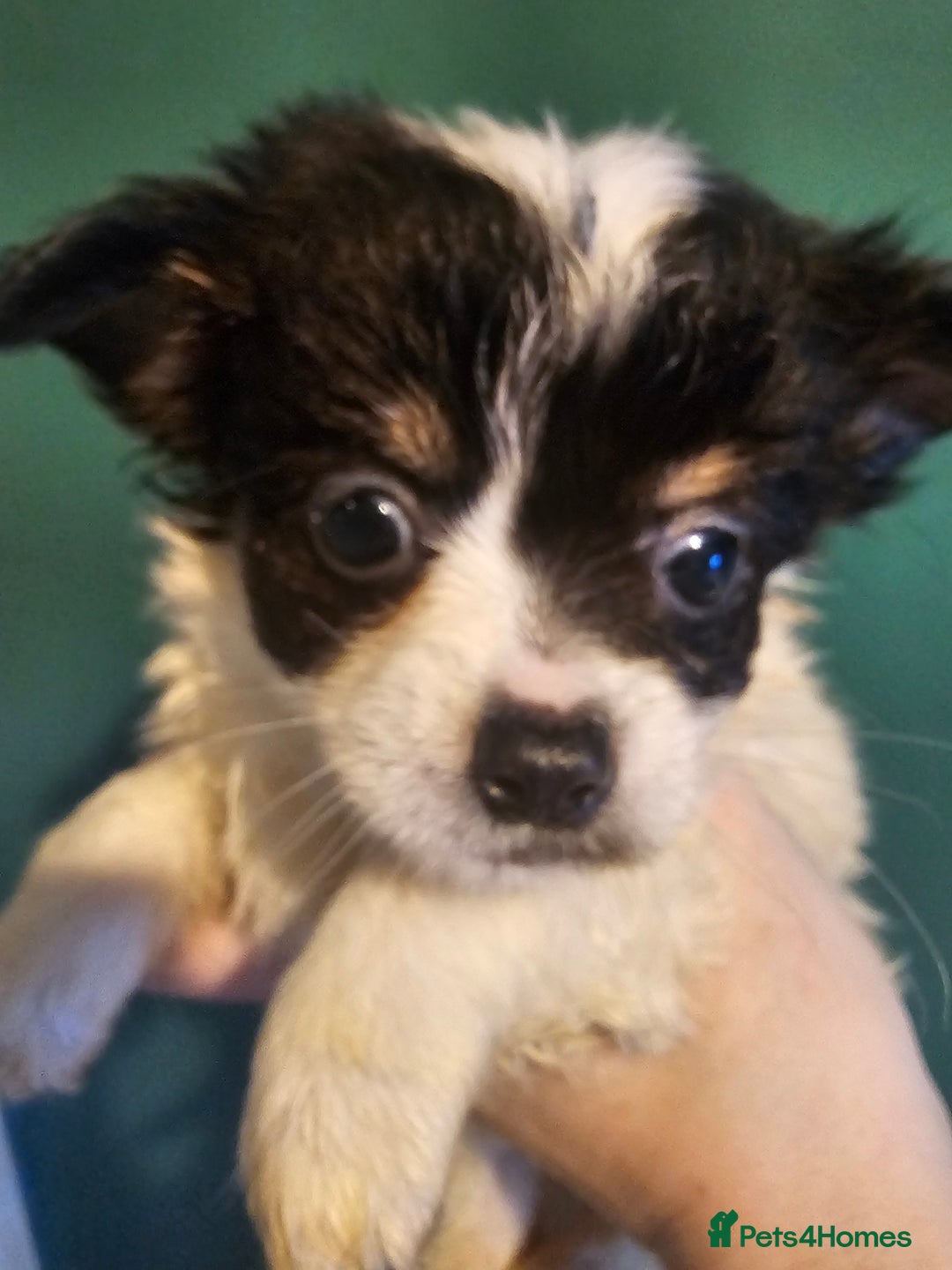 Chihuahua dogs for sale: Chihuahua Puppies Long haired and short - Image 12