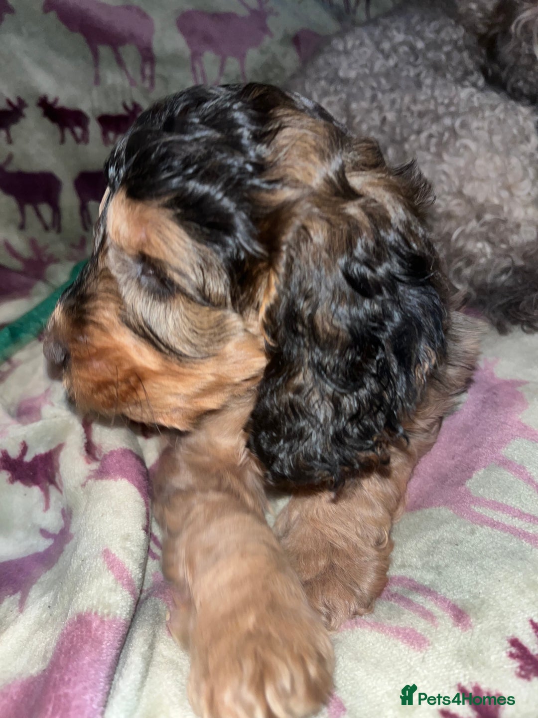 Australian Labradoodle dogs for sale: Gorgeous Australian Labradoodle Puppies  - Advert 29