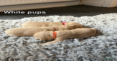Goldador dogs - Advert 9