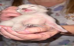 Ragdoll cats for sale: Gorgeous Ragdoll Cross Kittens - Image 4