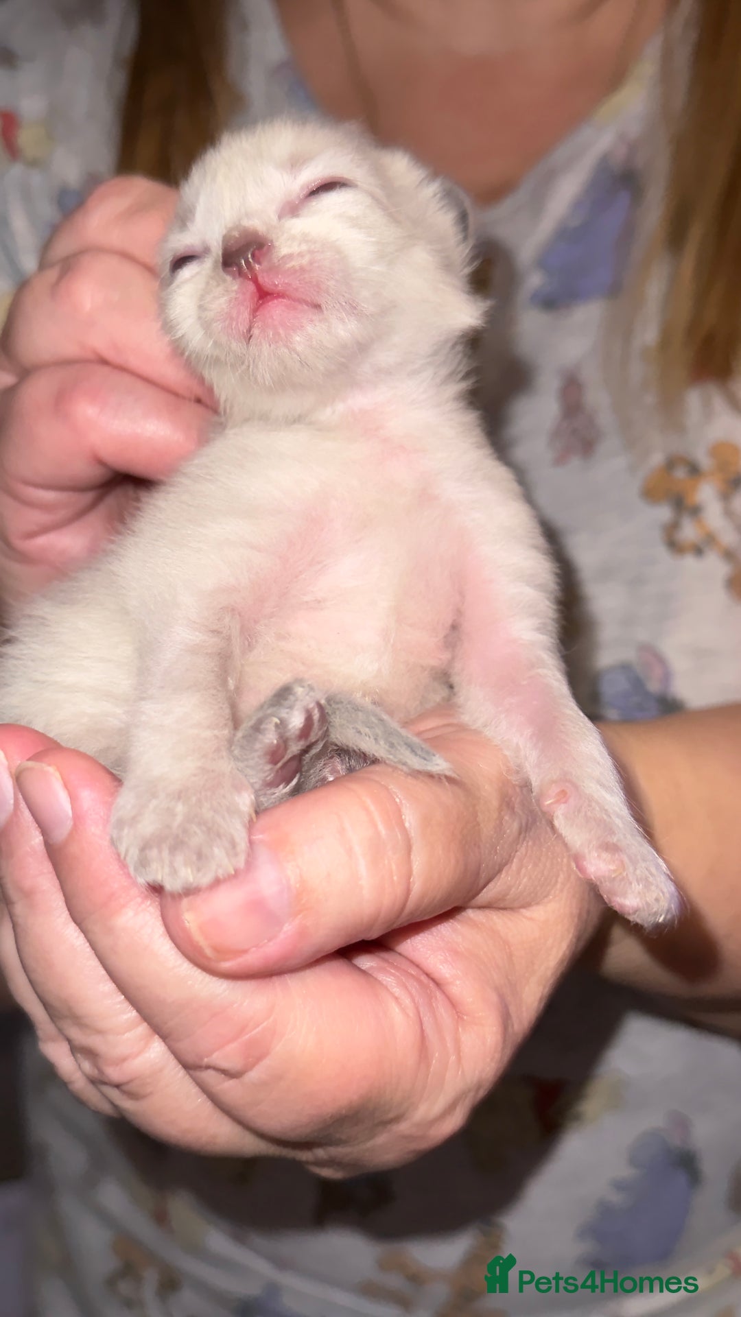 Ragdoll cats for sale: Gorgeous Ragdoll Cross Kittens - Image 4
