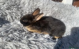 Netherland Dwarf rabbits for sale: Netherland dwarf - Image 3