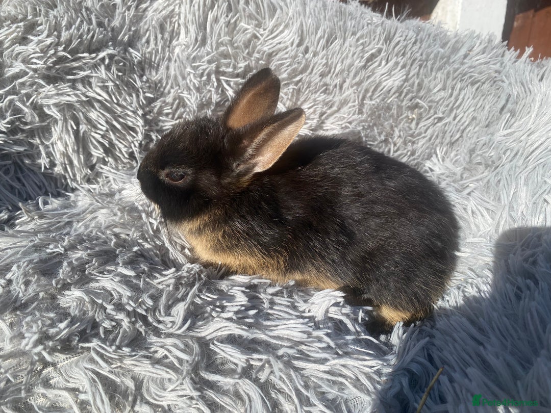 Netherland Dwarf rabbits for sale: Netherland dwarf - Image 3