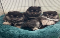 Pomeranian dogs for sale: Unique, extremely rare Pomeranian puppies ✨ - Image 19