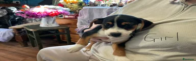 Mixed Breed 2