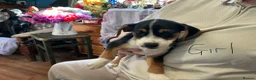 Mixed Breed dogs for sale: Puppies for sale  in Edenbridge - Advert 8