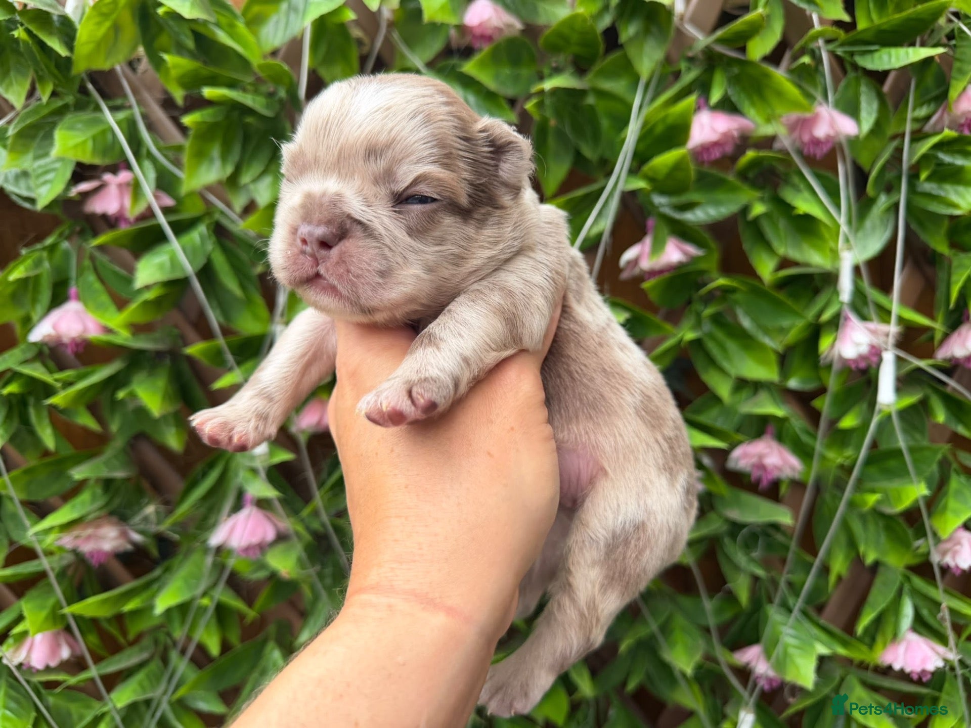 French Bulldog dogs Kc registered new shade french bulldogs  - Advert 2