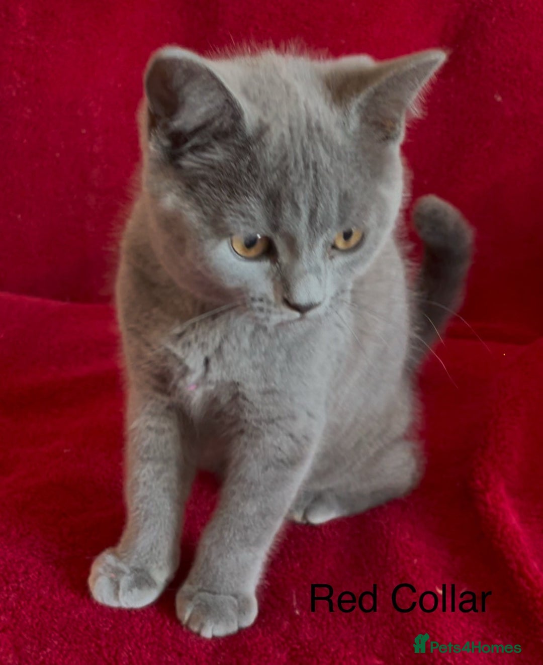 British Shorthair cats for sale: 5 Gorgeous Playful Friendly BSH Kittens Ready Now - Image 5