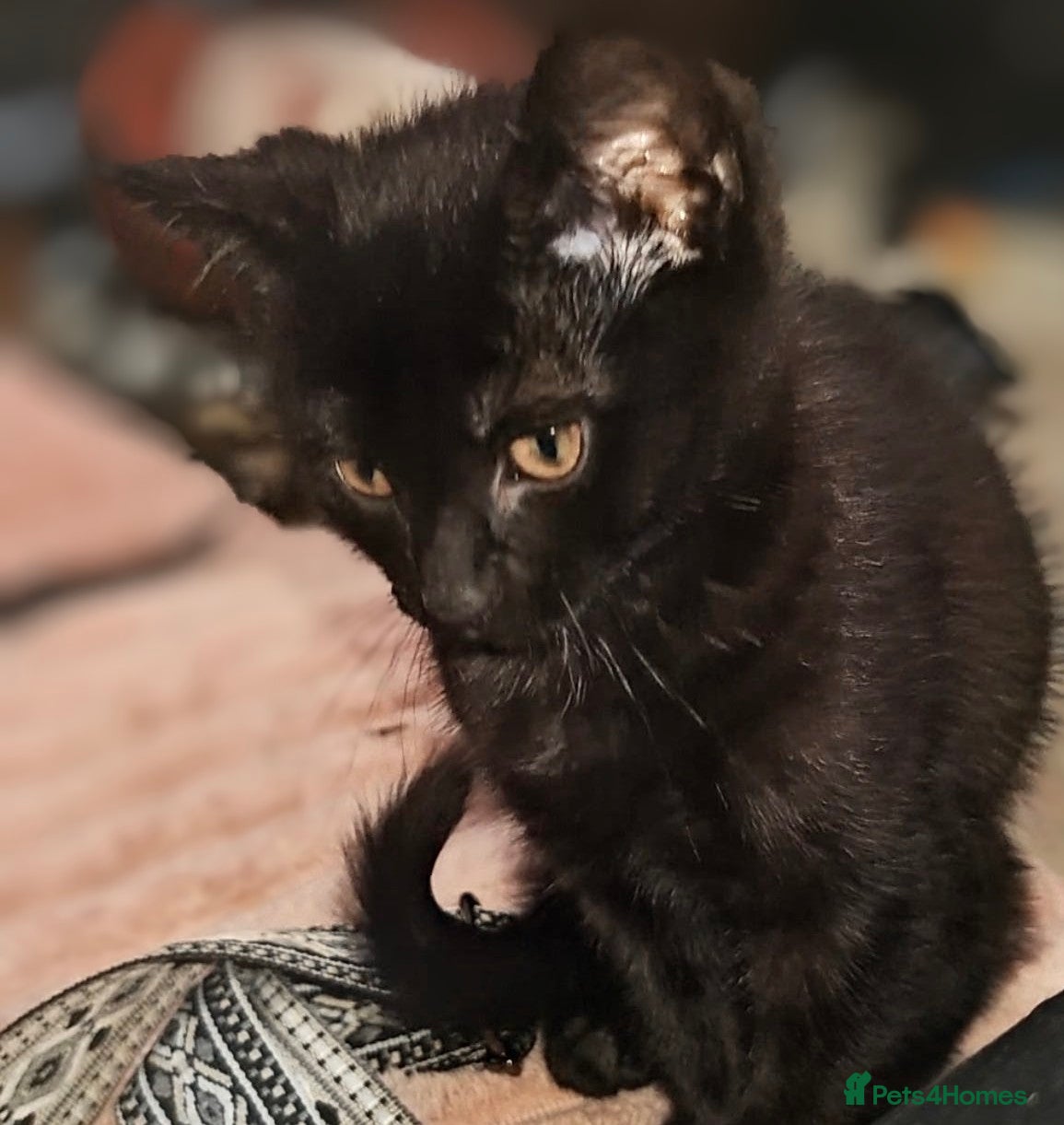 Mixed Breed cats Beautiful boy  - Advert 7